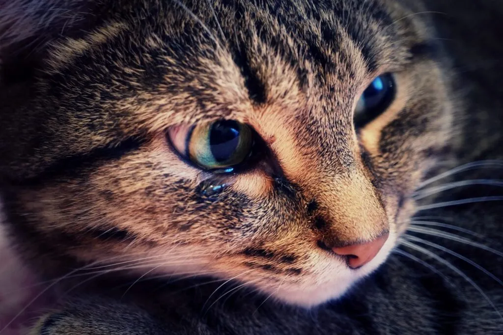 Cat with conjunctivitis crying