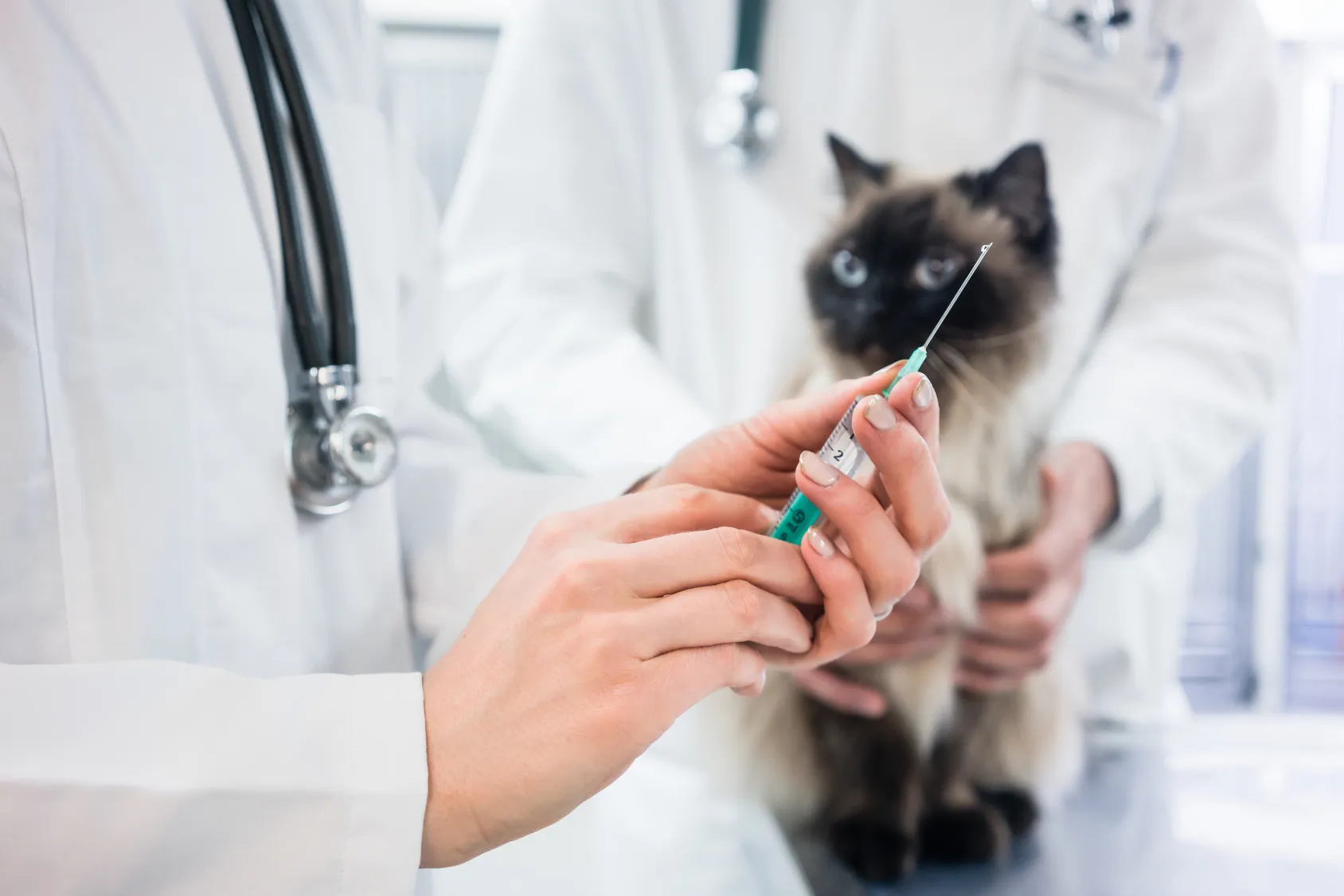 Cat looking at vaccine injection being prepared by veterinarian doctor
