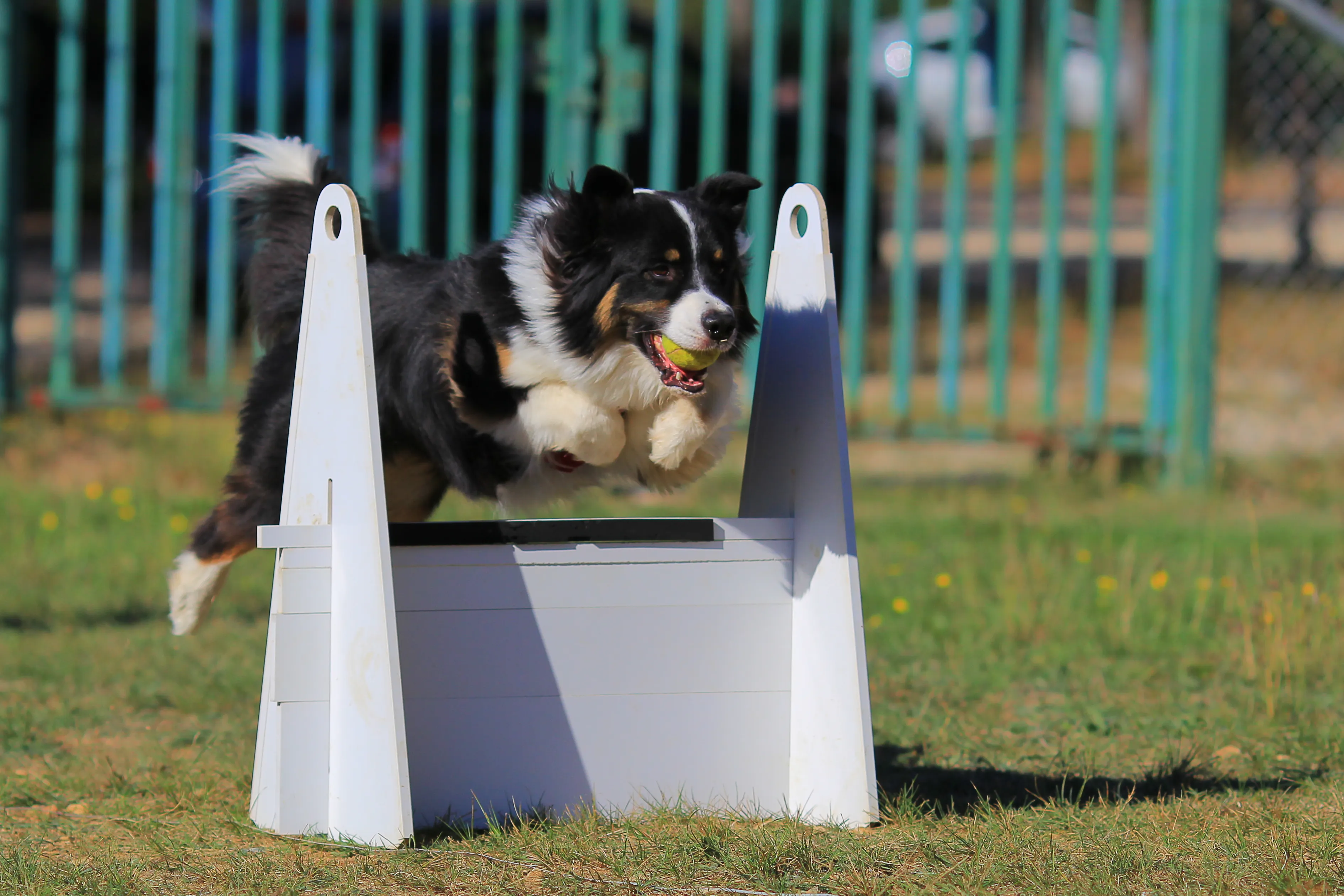 Dog playing flyball