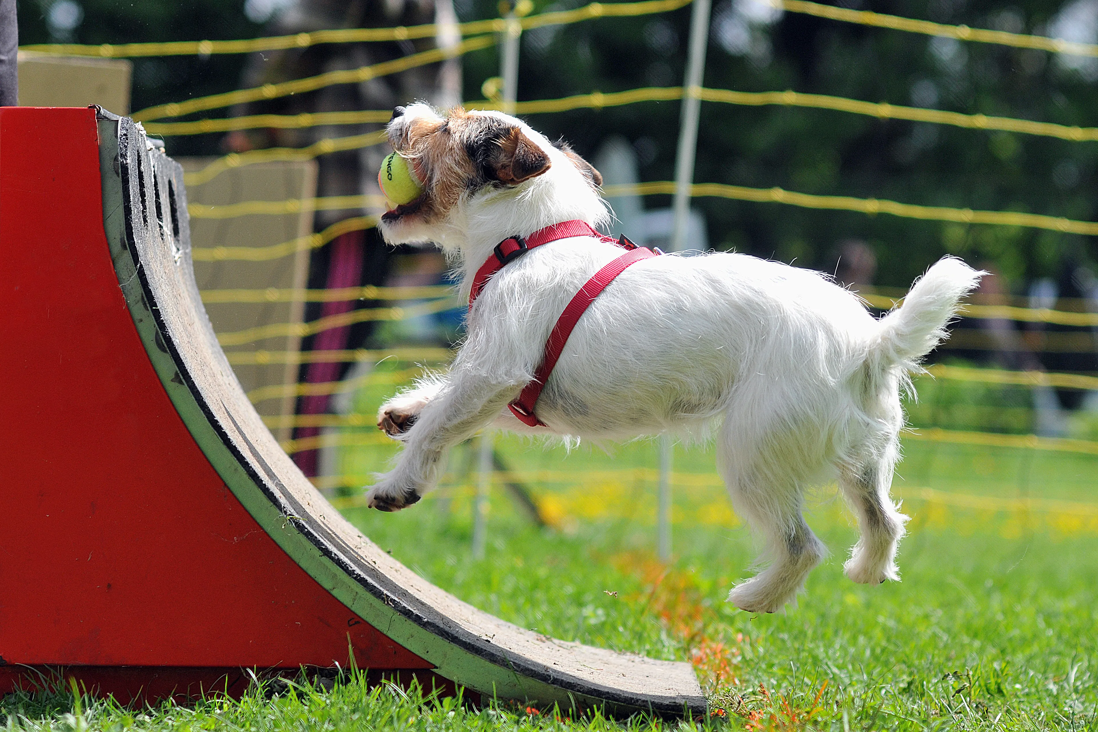 The flyball box is angled