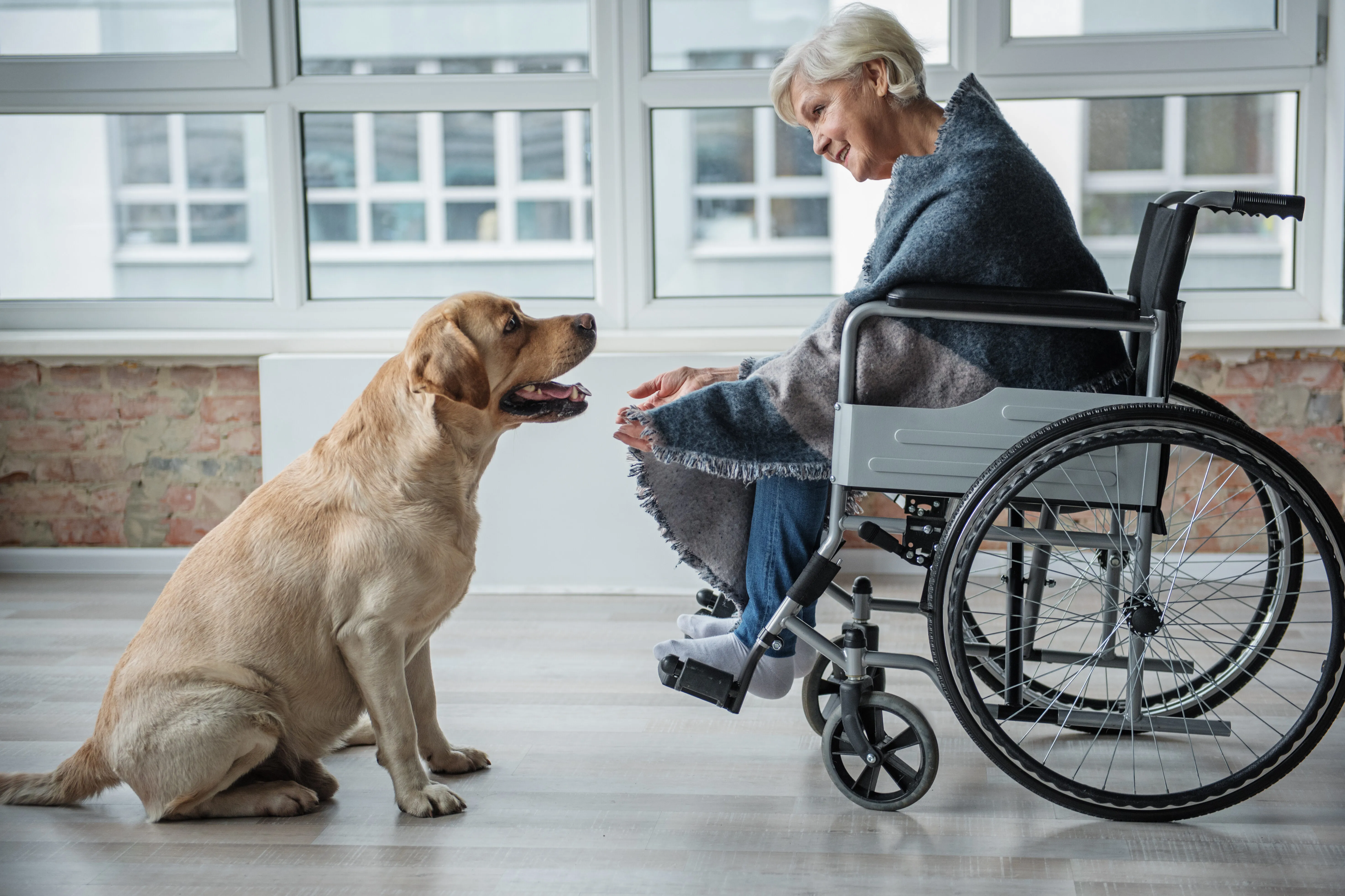 Therapy dog comforting an elderly person