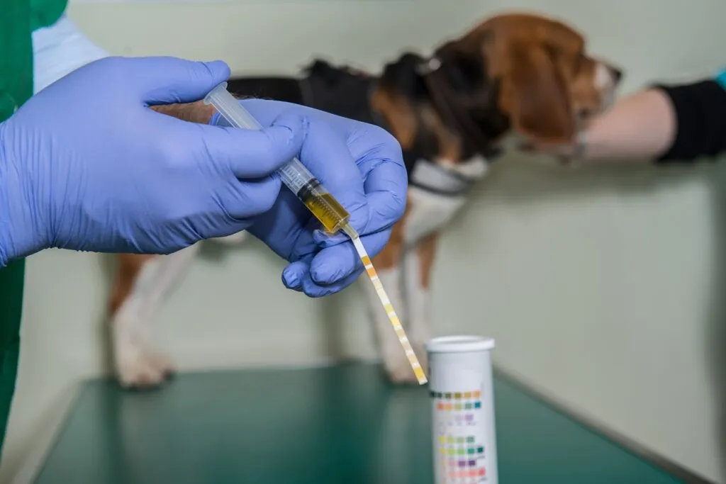 Strip test to detect blood in dog's urine