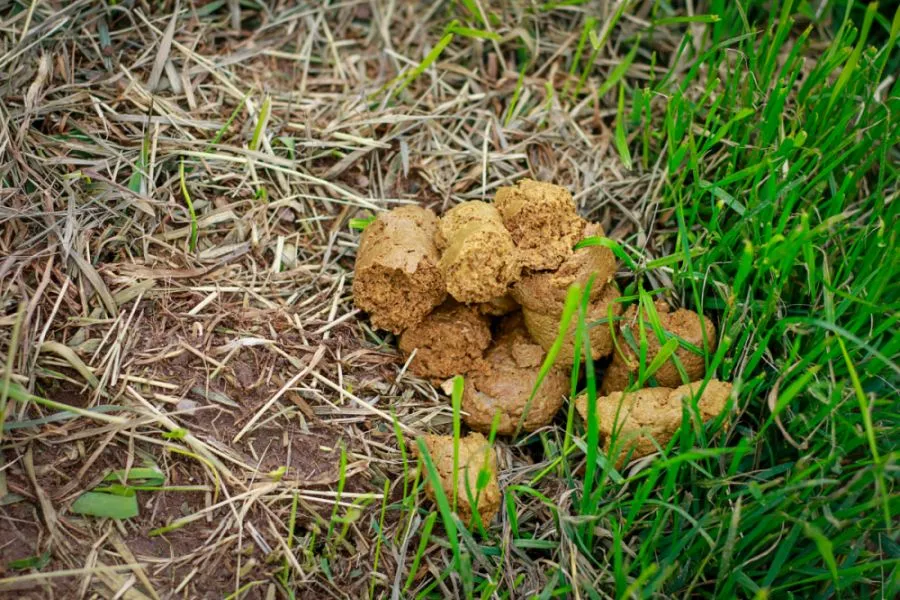 Yellow Dog Faeces