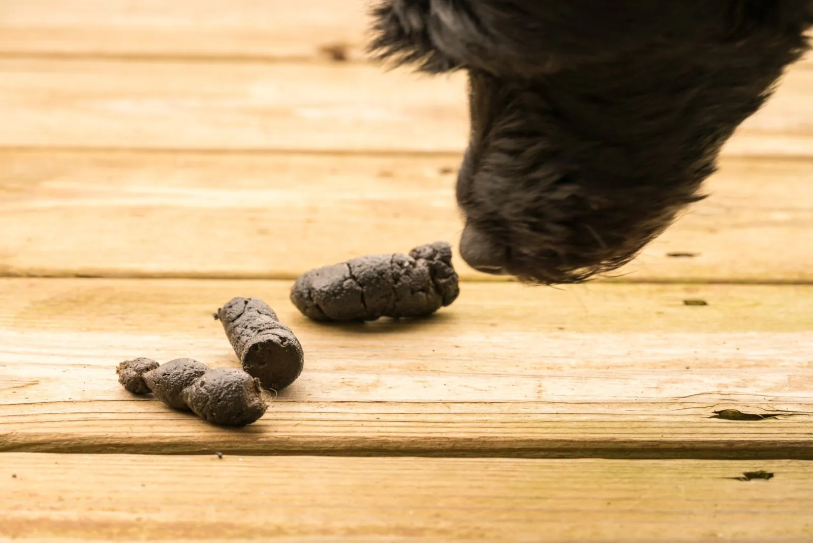 Healthy Dog Faeces