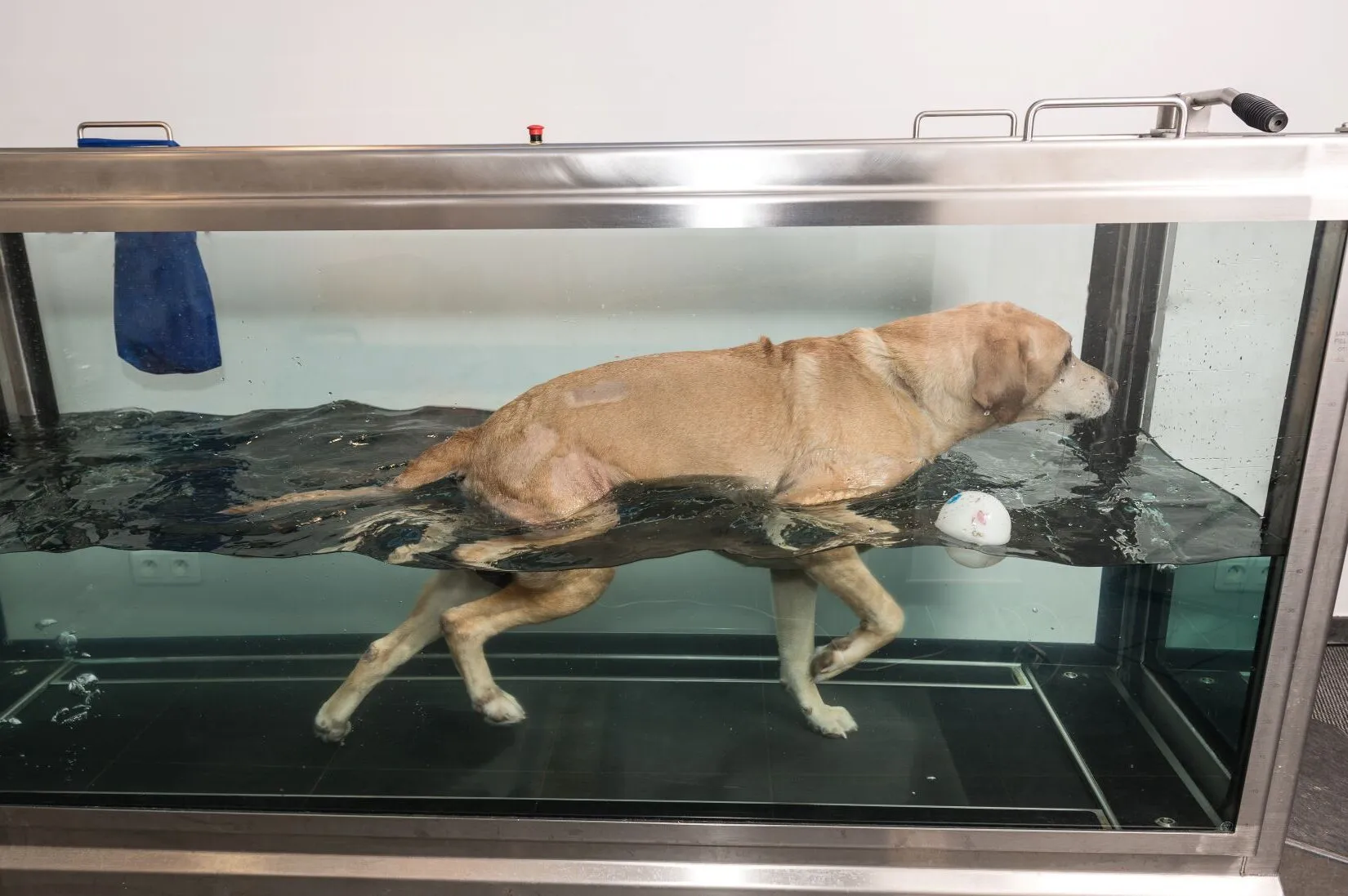 Dog on an underwater treadmill