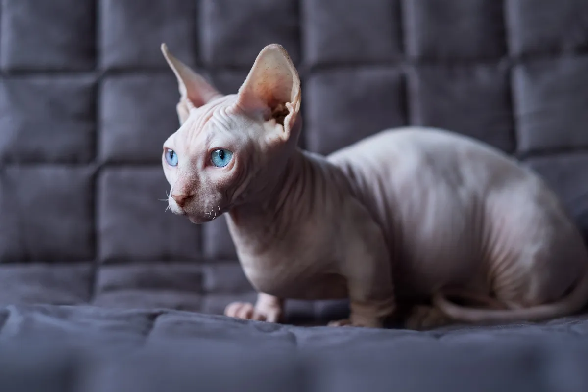Bambino Cat