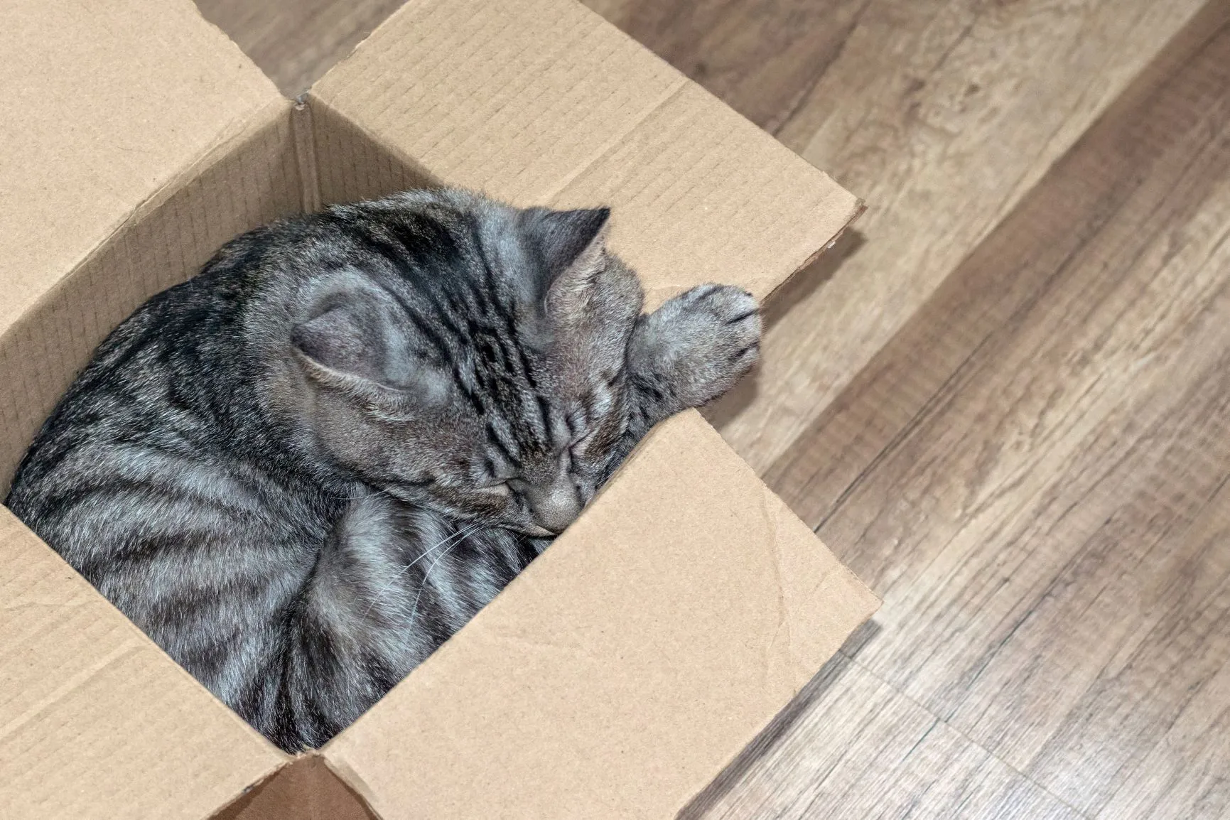 Cat snuggling in a box