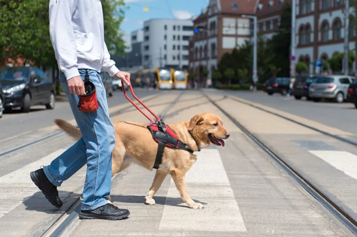 Guide dog helping a visually impaired people