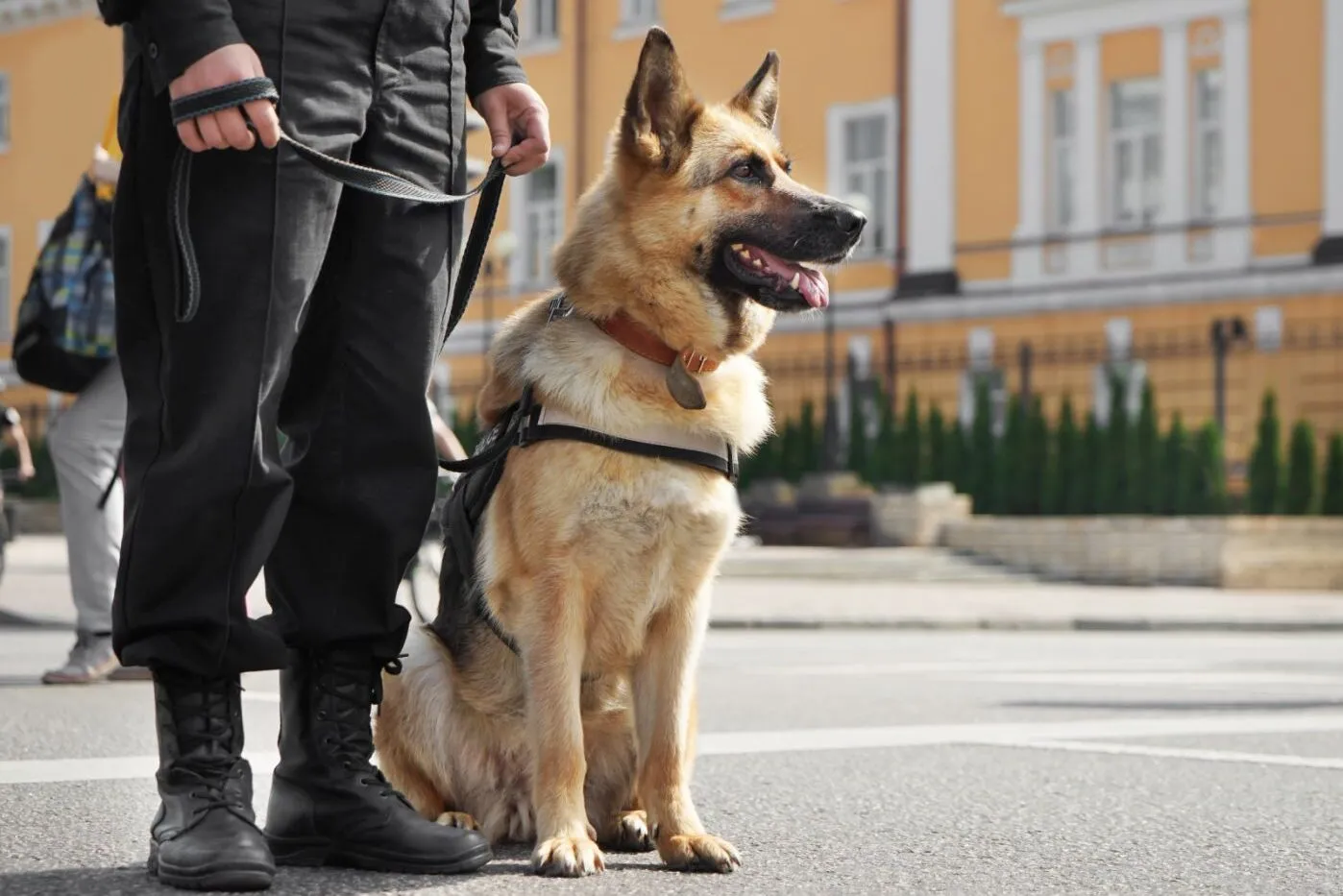 Police dog working