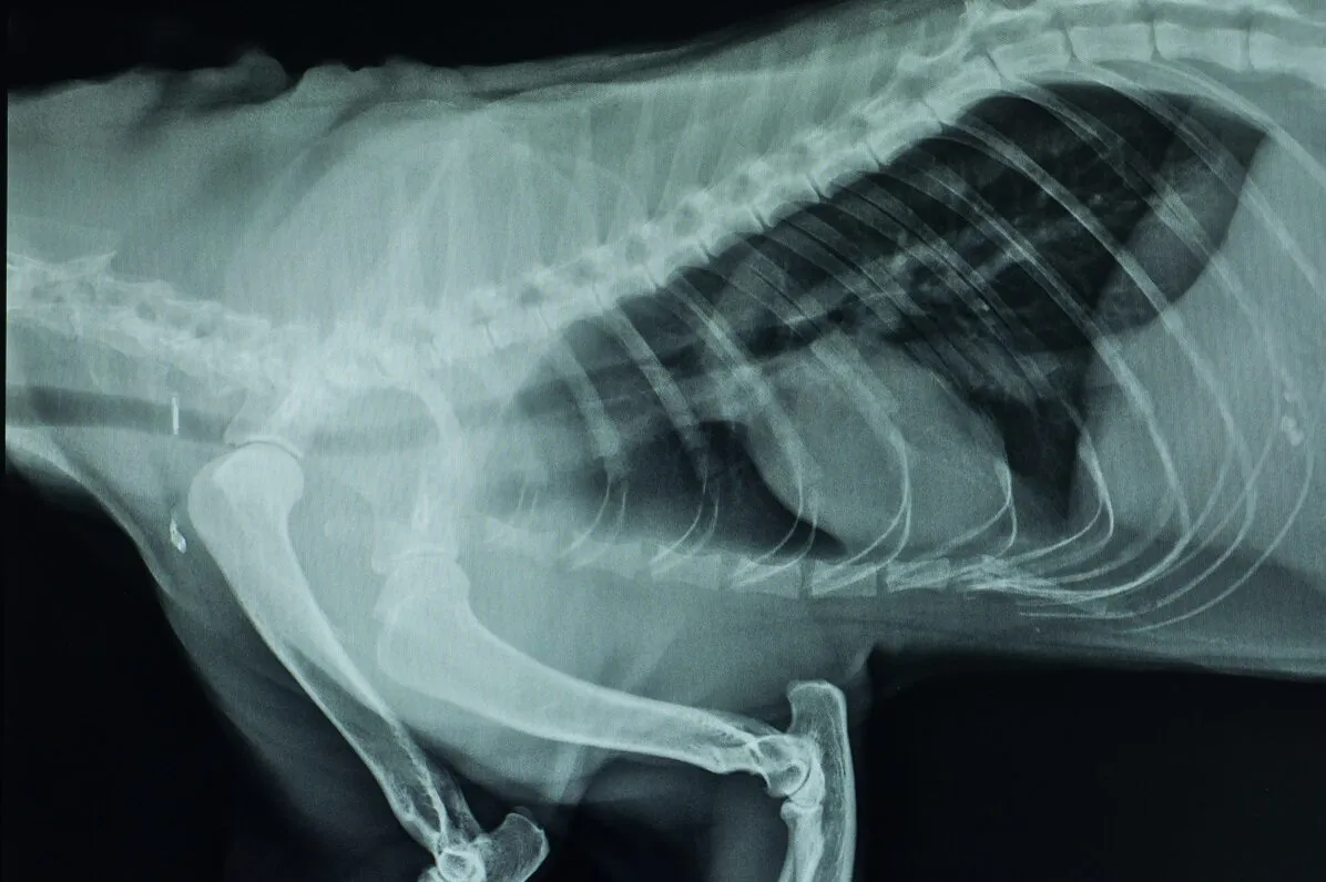 X-ray image of a dog's chest cavity