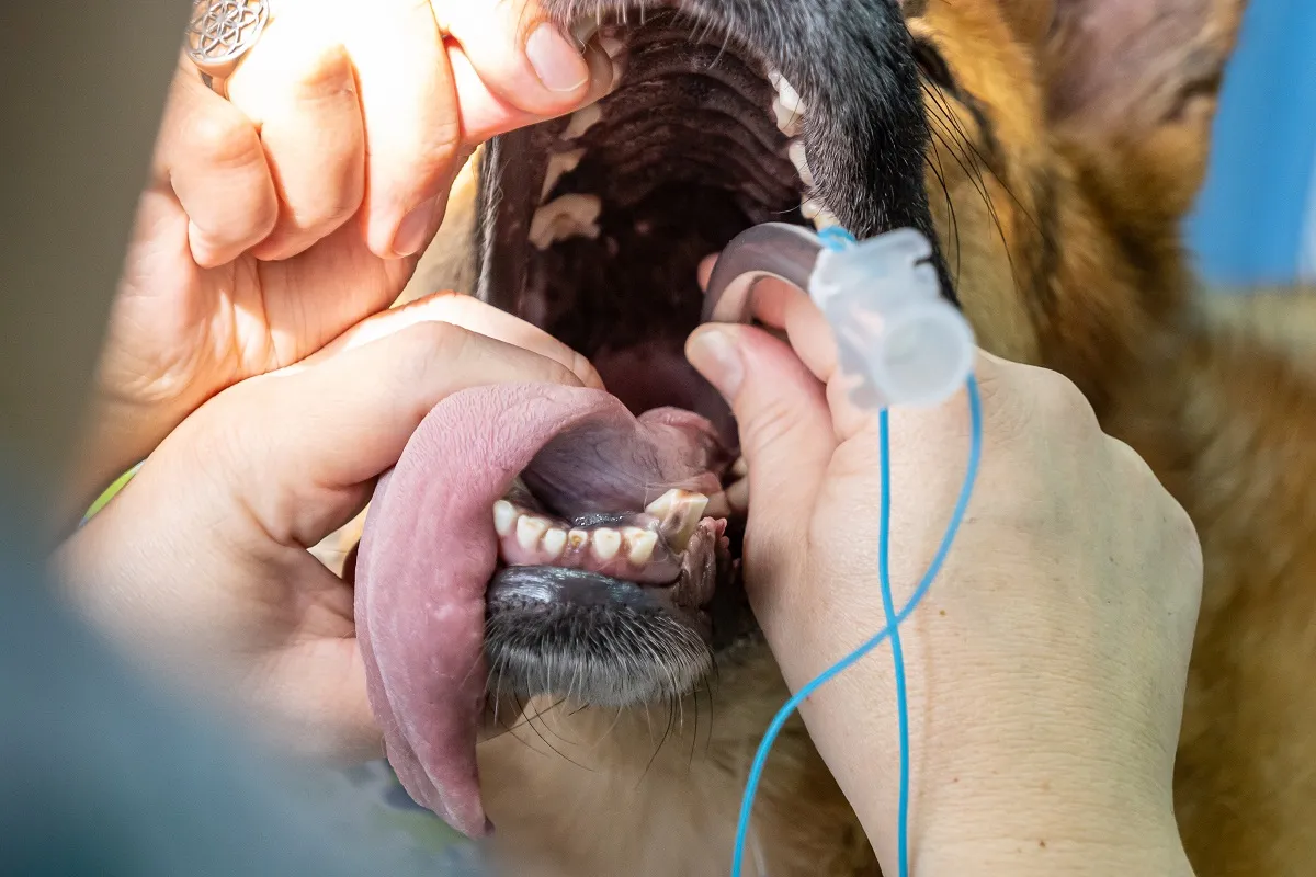 Dog being intubated at the vet