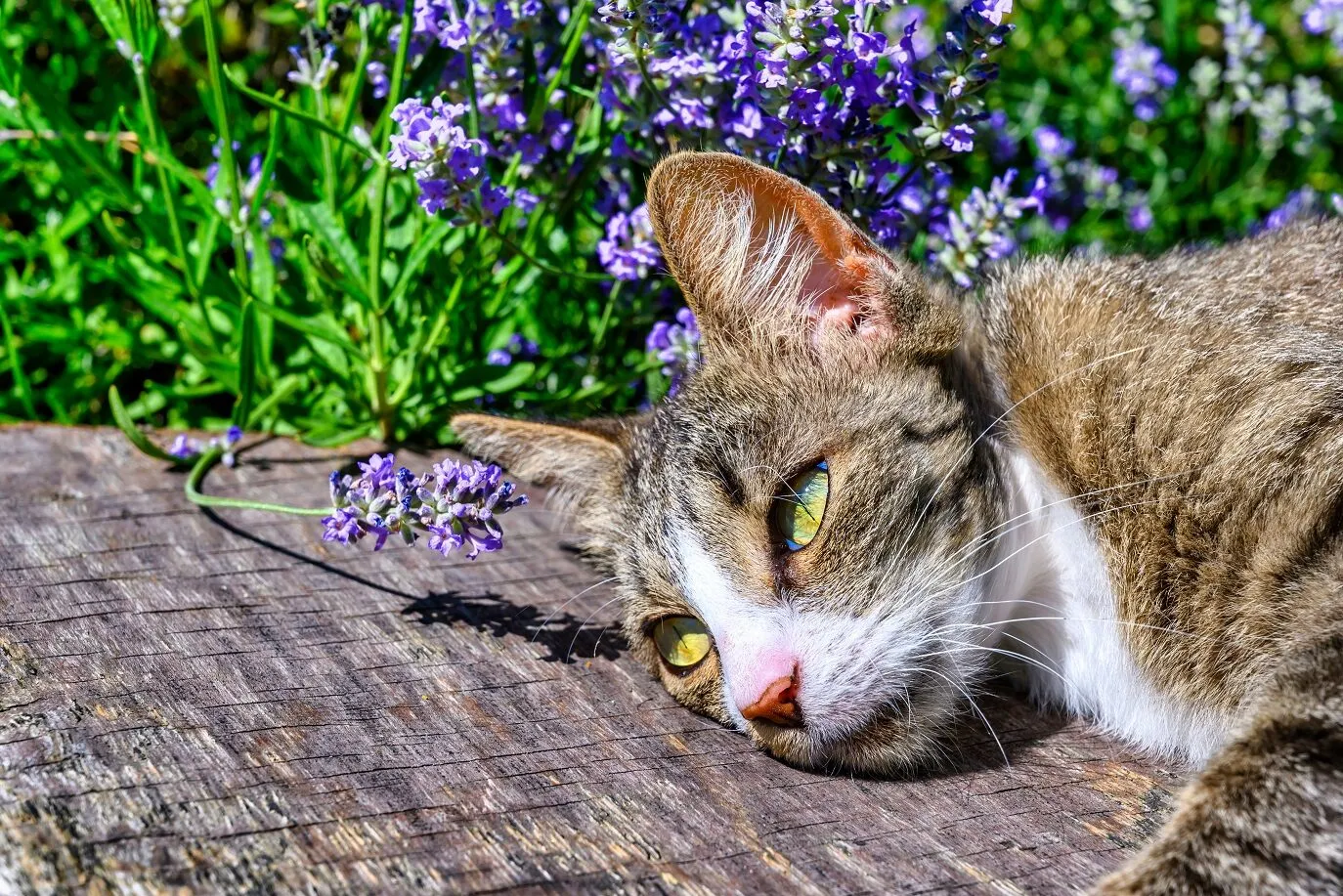 Cat smelling lavender
