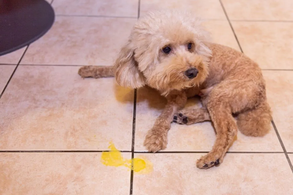 Bile when dogs vomit