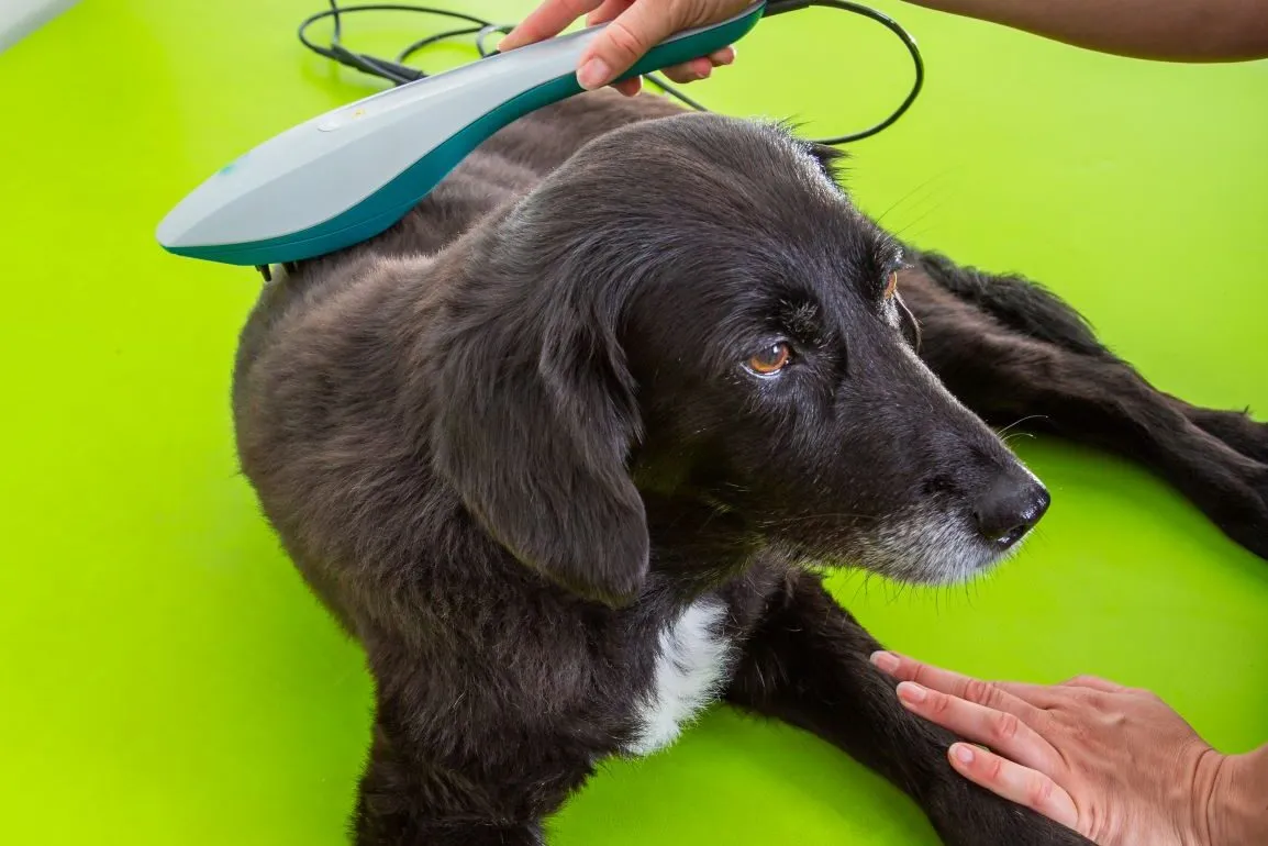 Laser beam therapy for dogs