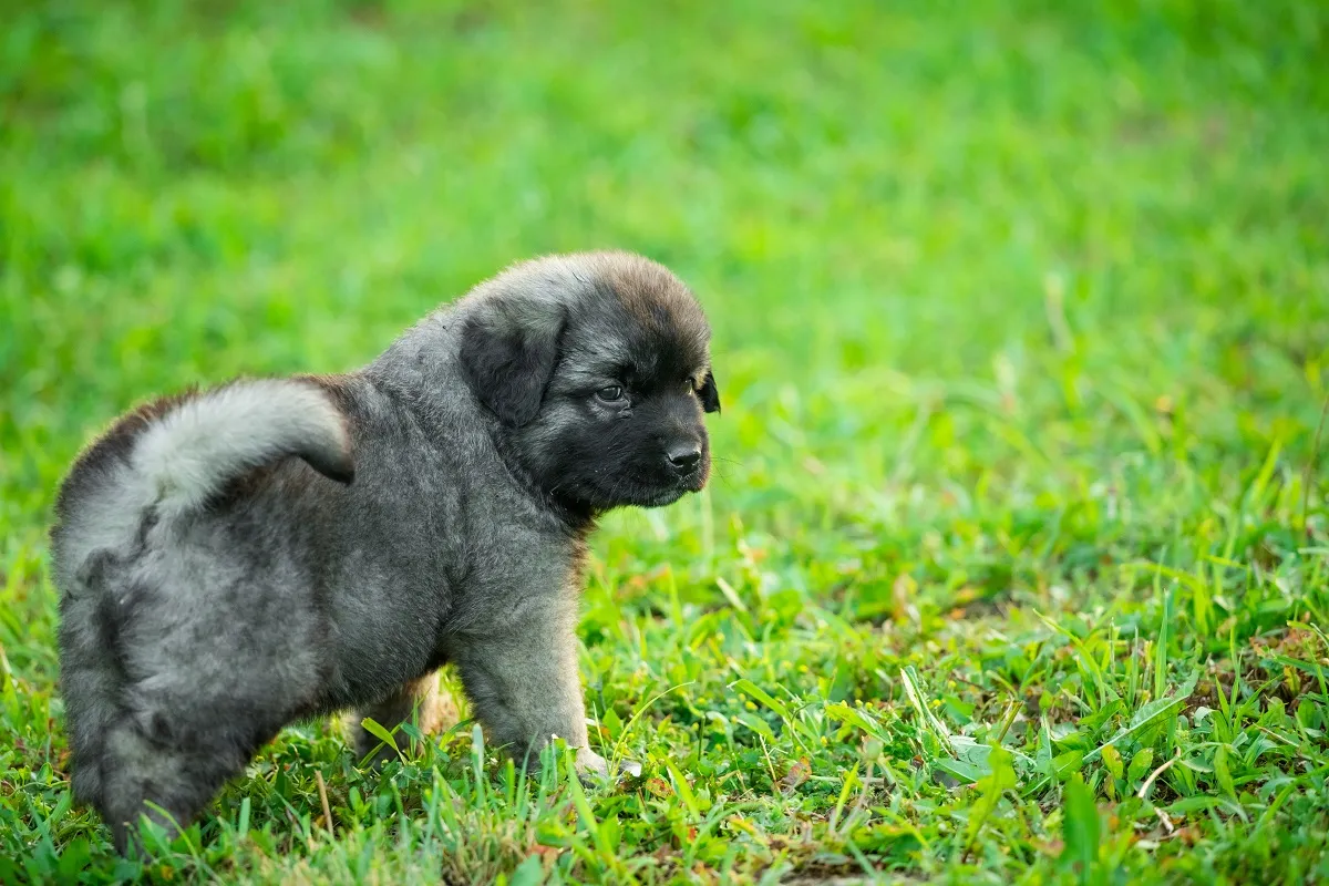 Socialising your puppy carefully