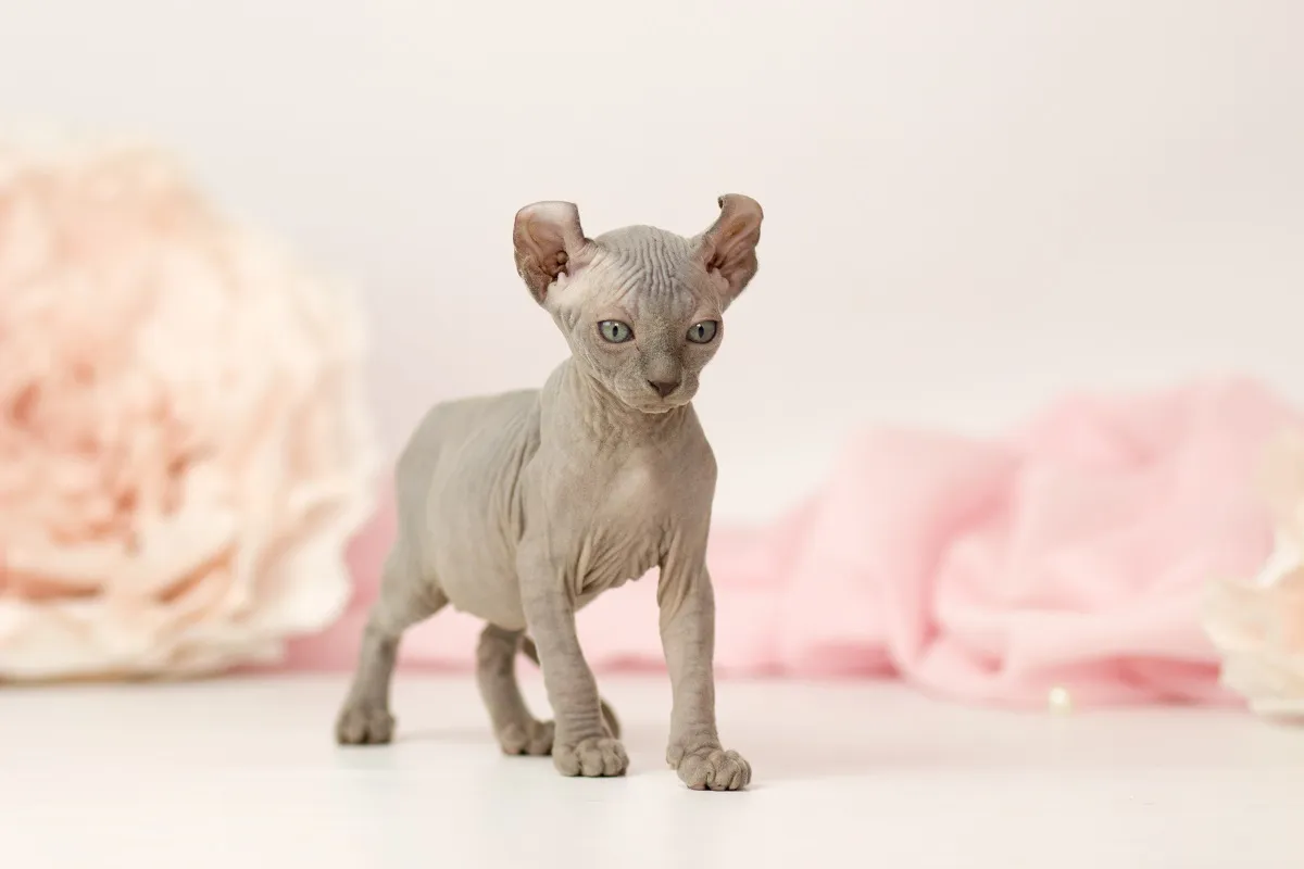 Elf cat