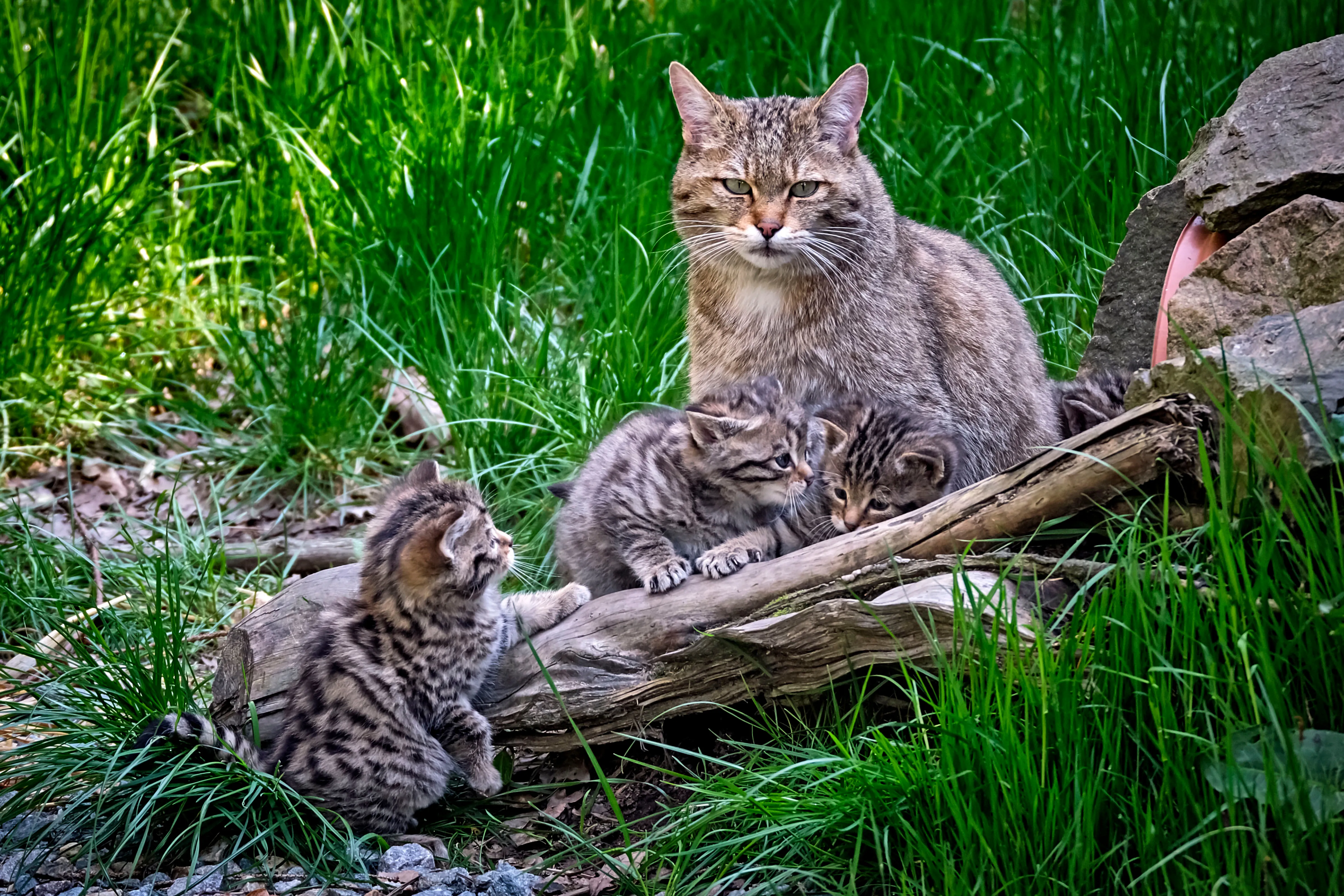 European Wildcat Population Recovered