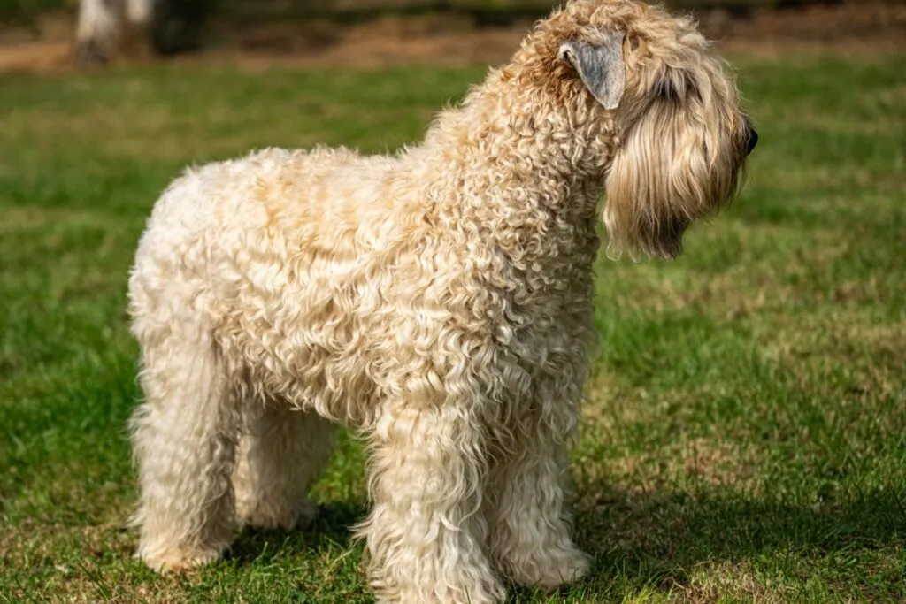 Whoodles cream-coloured coat