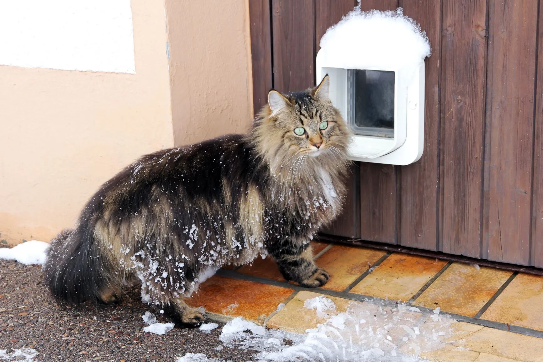 Cat going through a cat flap