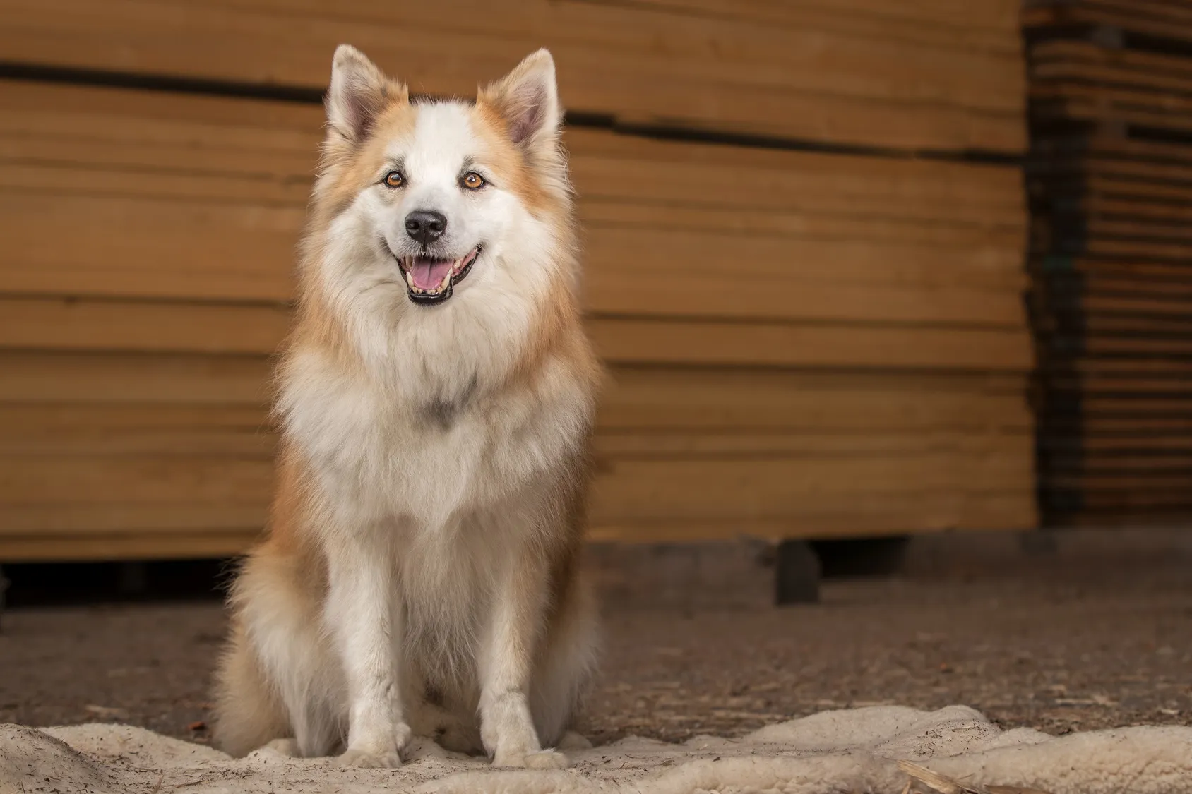 Icelandic sheepdog or shepherd dog
