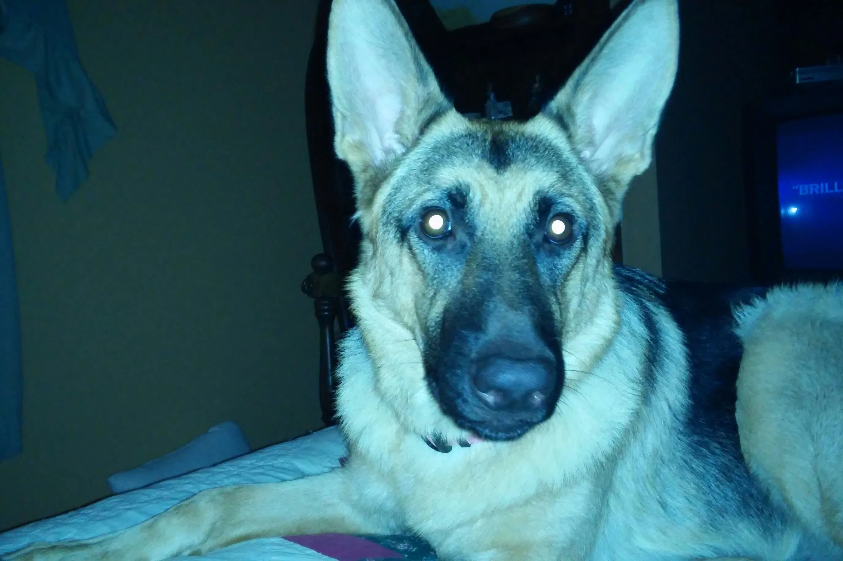 Dogs can see in then dark