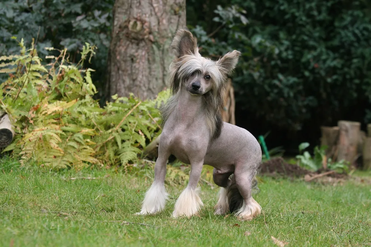 Chinese Crested Dog