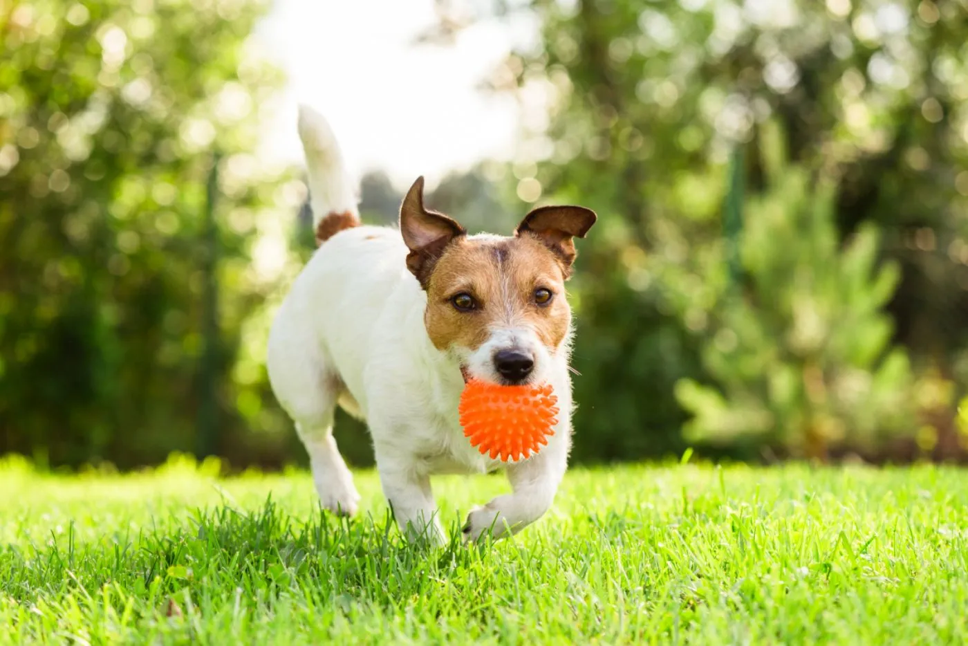Training dogs can help dogs not eat faeces