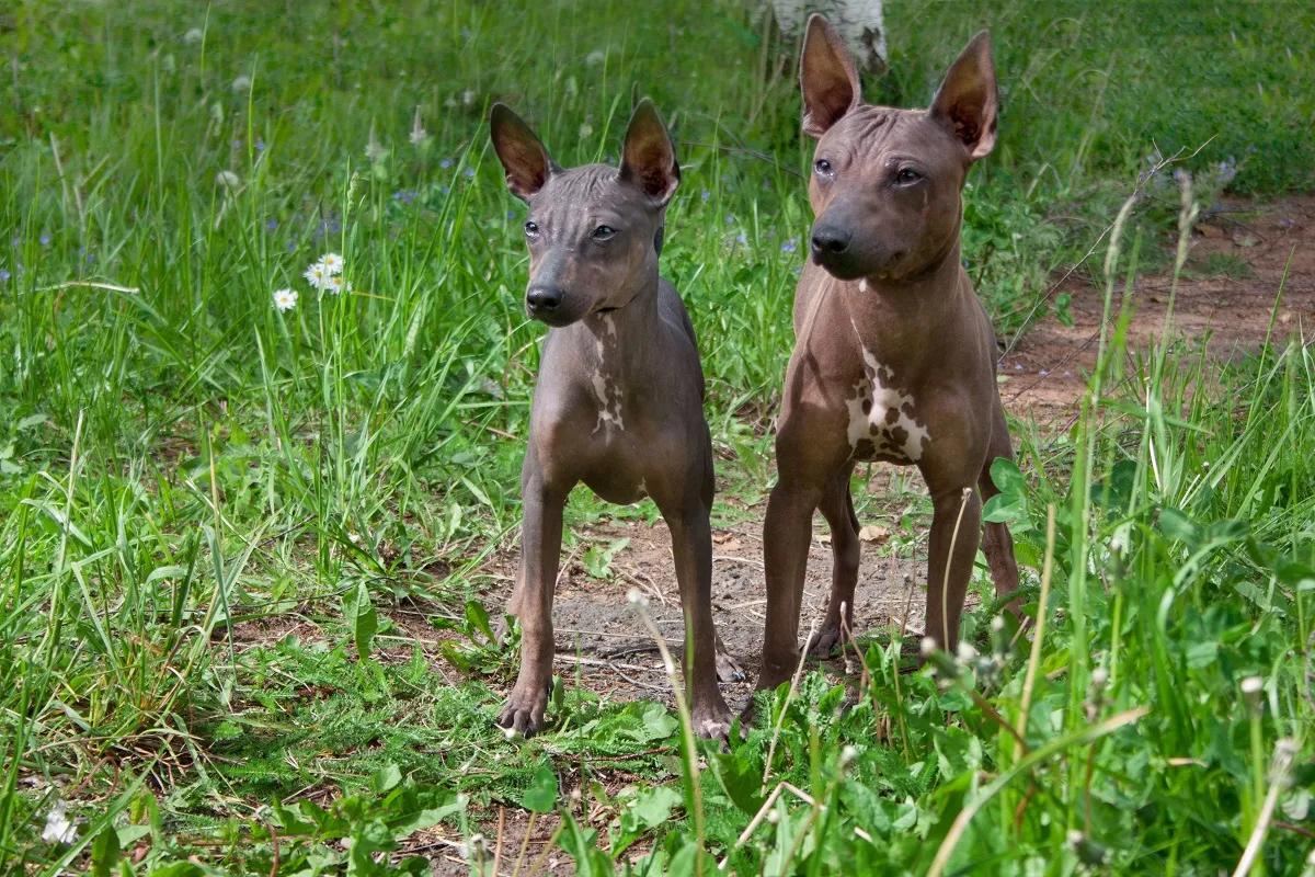 Two american hairless terrier puppies are standing on a green meadow.