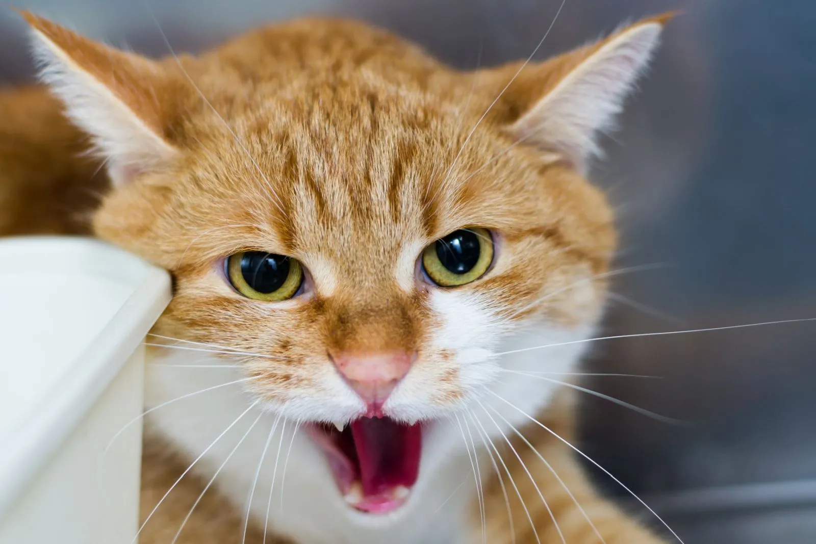 A cat in pain can be aggressive