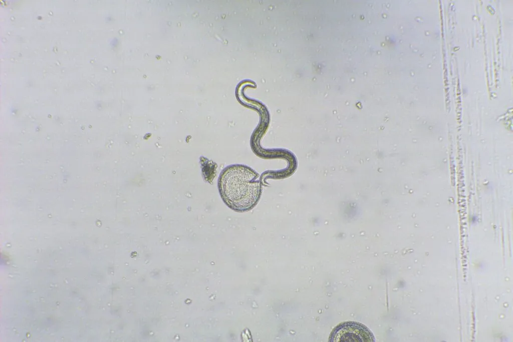 Roundworms in dogs